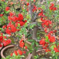 出售沂州海棠、貼梗海棠、垂絲海棠、西府海棠、木瓜海棠