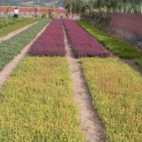 金葉榆、黃刺玫、多季刺梅