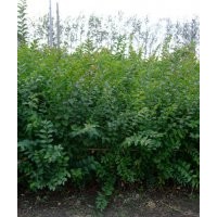 江蘇宿遷紅花紫薇苗