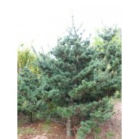 供應(yīng)五針?biāo)蓸涿?/></a>
<ul><li><a href=