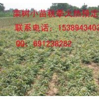 供應(yīng)欒樹(shù)苗、一年黃山欒小苗、周至低價(jià)欒樹(shù)苗