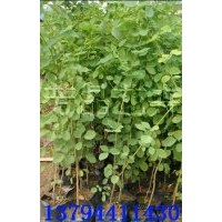 印度黃檀苗,茶檀苗,桂木苗,印度檀香苗,沉香苗,黃花梨苗,格木苗