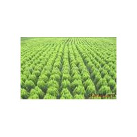 出售運城白皮松.側柏.核桃苗