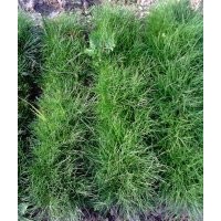 油松，油松小苗，油松臨床苗，容器苗，1 2年生油松苗