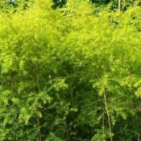 黃金寶樹(shù) 漳州苗木市場(chǎng)購(gòu)銷(xiāo)中心