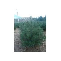 白皮松小苗價格，白皮松小苗價格，白皮松小苗價格