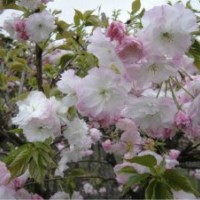 本店大量供應(yīng)各種綠化苗木櫻花