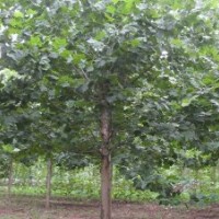 常年供應(yīng)各種規(guī)格法桐、國(guó)槐、白臘