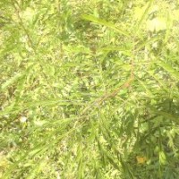 皂角小苗銷售山東臨沂皂角價格