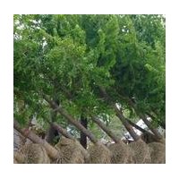 供應(yīng)銀杏樹