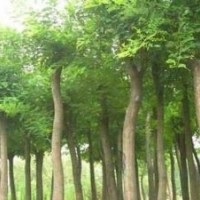 速生楊種條2.0-3.5米 ,泰青楊種條2.5-3.5米毛白楊2-40CM 國槐2-3