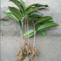 桂滿園]供應(yīng)1年桂花苗，桂花樹苗