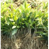 桂滿園]供應(yīng)1年丹桂花苗，桂花樹苗