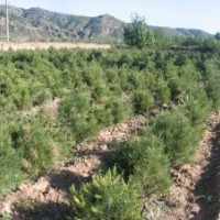 大量出售白皮松