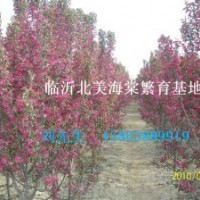 北美海棠成苗 北美海棠芽苗 絢麗海棠 王族海棠 梨樹苗 山楂