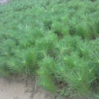 供應油松小苗，山西油松小苗，油松小苗價格