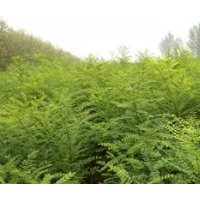 國(guó)槐 白蠟 五角楓 欒樹小苗。