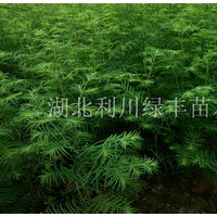 供應(yīng)湖北利川水杉樹苗 水杉樹小苗價格 40公分高水杉 水杉苗