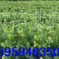 羅漢松 羅漢松種子 羅漢松苗 羅漢松批發(fā)