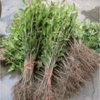 供應(yīng)2年桂花苗，桂花樹苗