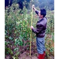 供應120-150厘米高廣西大果紅花油茶苗