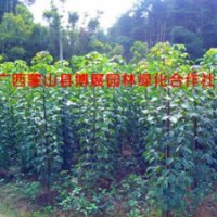 蒙山縣博展園林1-3米秋楓樹