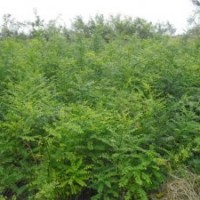 大量供應(yīng)國(guó)槐苗、刺槐苗、紫穗槐