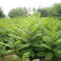 優(yōu)質(zhì)合歡小苗1--3米高數(shù)量大山東冠縣