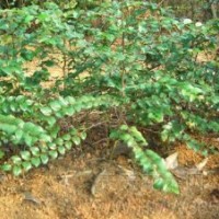 批發(fā)嫁接小苗紅葉，海棠，紅楓，櫻花，桂花，雞爪槭紫薇