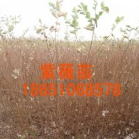 供應(yīng)：紫葉李苗、櫻花苗、西府海棠苗、紫薇苗