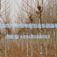 造型法桐樹|法國梧桐種植時間-濟(jì)寧綠源苗圃