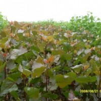 楊樹苗，桐樹苗出售