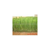 供應(yīng)40公分油松苗