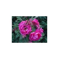 供應(yīng)紅刺玫 黃刺玫