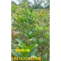 40-50公分高的朱砂桂苗