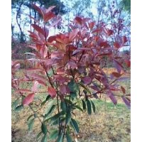 出售紅葉石楠，中華蚊母