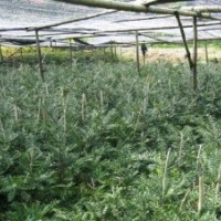 供應(yīng)] 優(yōu)質(zhì)香榧苗