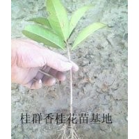 湖北桂花苗批發(fā)，桂花苗銷售