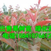 批發(fā)京桃苗，紅瑞木，白榆苗，糖槭苗
