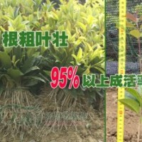 萬信桂花苗基地供應桂花小苗