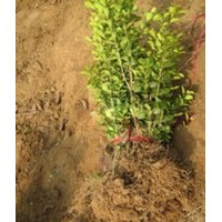 瀏陽(yáng)花木基地品種有保證，數(shù)量可以大量，價(jià)格更優(yōu)惠。