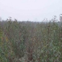 供應(yīng)172速生柳、107速生柳、108速生柳、毛桃苗、五角楓