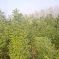 供應(yīng)速生國槐小苗
