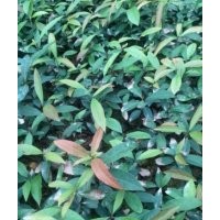 低價(jià)供應(yīng)一年刨花楠杯苗