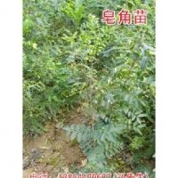 優(yōu)質(zhì)皂角苗！歡迎您的訂購(gòu)！