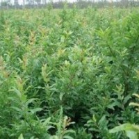 石榴苗、泰山紅石榴苗