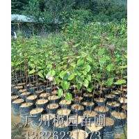 供應(yīng)：紅花荷