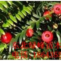 東北紅豆杉苗，紅豆杉苗，紅豆杉種子，紅豆杉苗價(jià)格，吉林紅豆杉