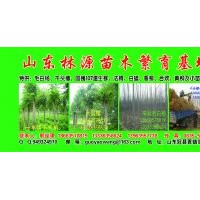 毛白楊，國(guó)槐，椿樹，107，法桐，榆樹