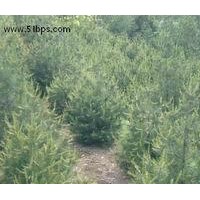 1.5米白皮松，白皮松價格，白皮松公司